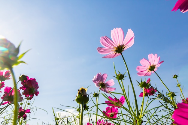 Bloemen in de natuur.