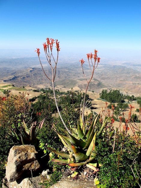 Foto bloemen in de stad lalibela, ethiopië