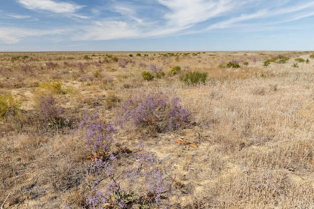 Bloemen in de steppe, landschap van Kazachstan.