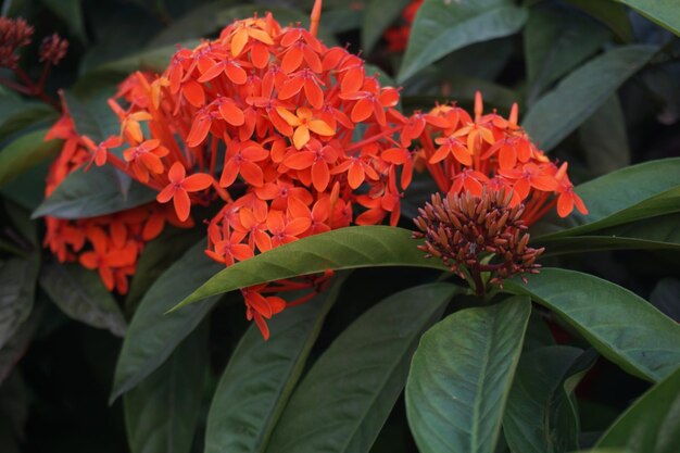 Foto bloemen in de tuin bekijken