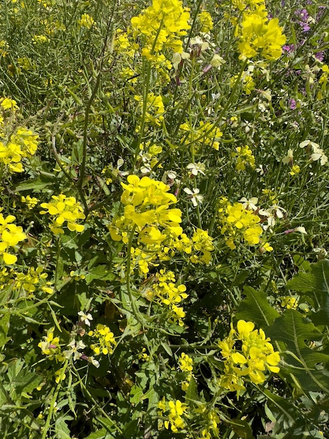 Bloemen in de tuin op een zonnige dag