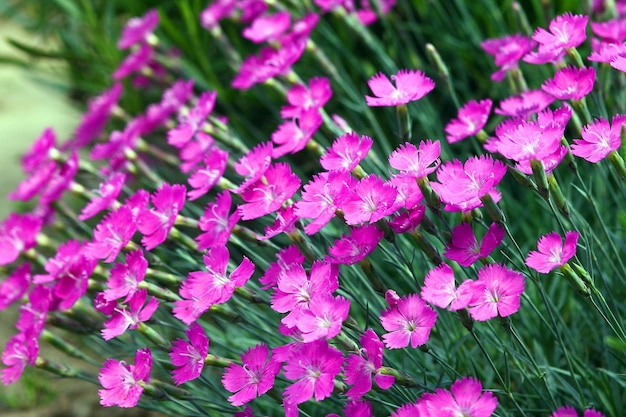 Bloemen in de tuin stenen planten