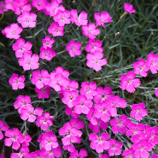 Bloemen in de tuin stenen planten