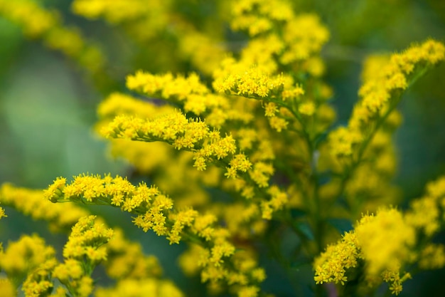 bloemen in de tuin