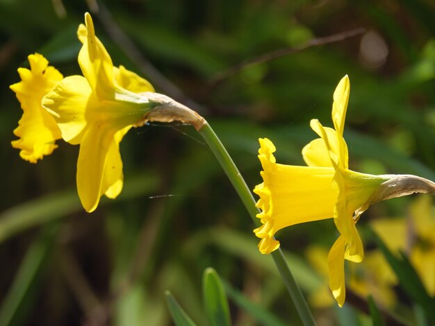 bloemen in de tuin