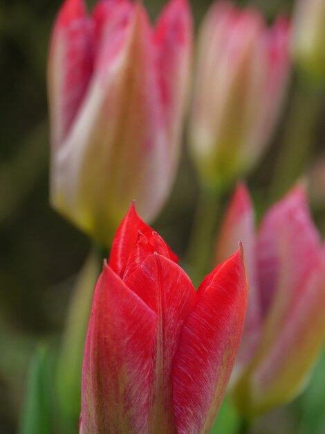 bloemen in de tuin