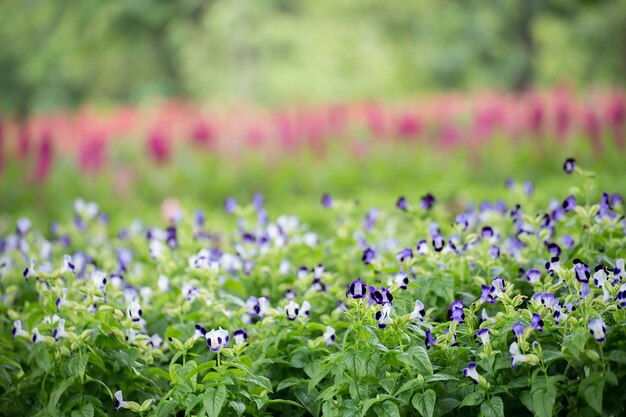 Bloemen in de tuin.