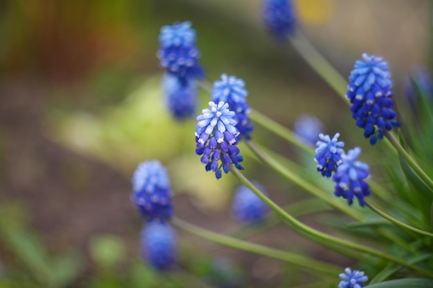 Foto bloemen in de tuin