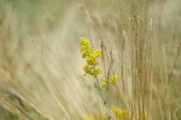 bloemen in de wei, gele bloem