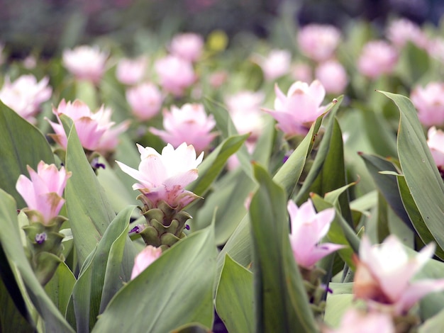 bloemen in de weide