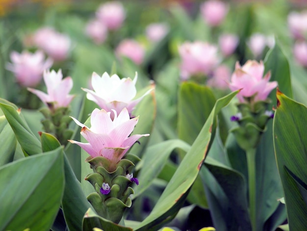 bloemen in de weide