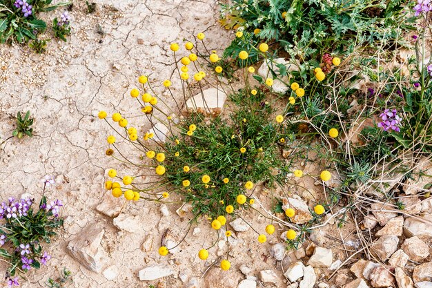 Foto bloemen in de woestijn negev israël