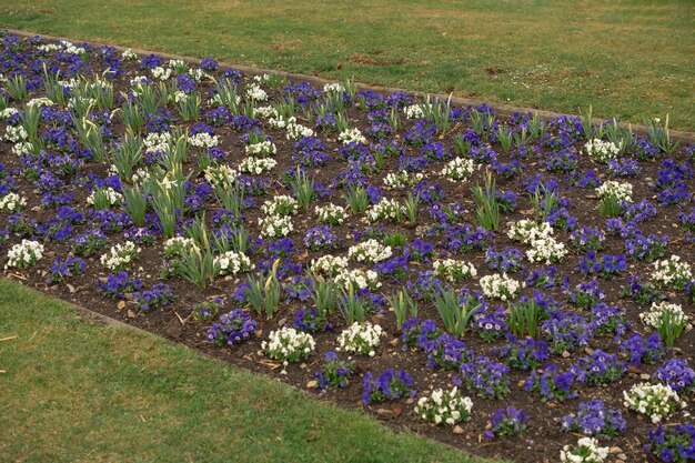 Bloemen in een bloembed in het park