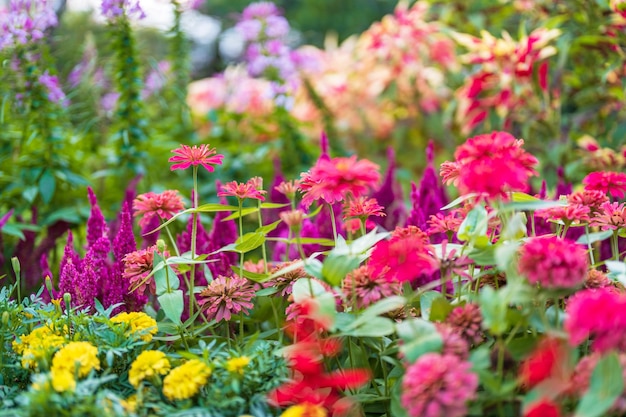 Bloemen in een prachtige tuin