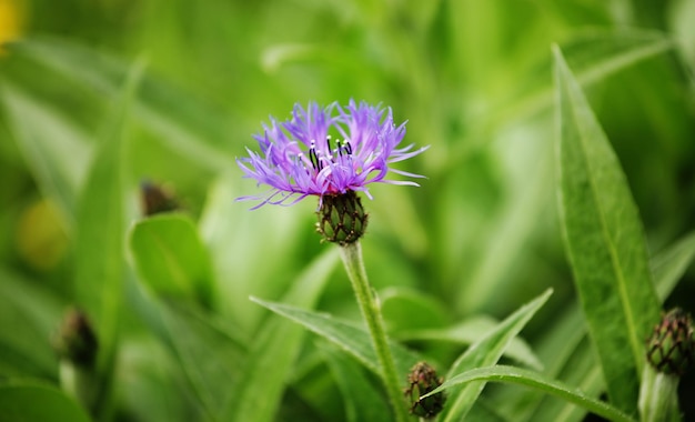 Bloemen in een tuin zomerdag