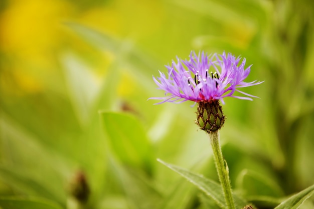 Bloemen in een tuin