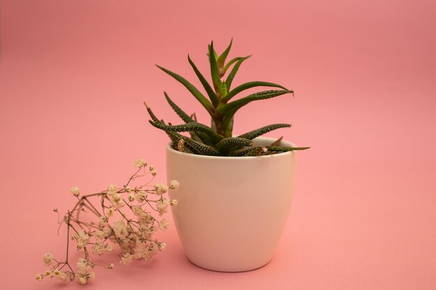 Bloemen in een witte pot op een roze achtergrond