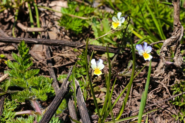 Bloemen in groen gras