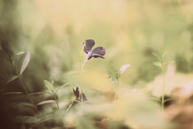 bloemen in het bos