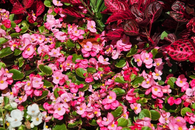 Bloemen in het park in ludwigsburg, duitsland