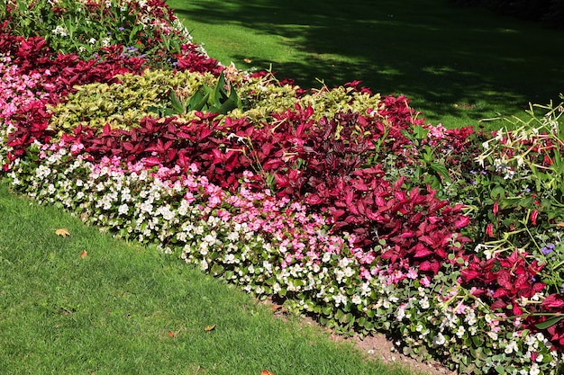 Bloemen in het park in Ludwigsburg, Duitsland