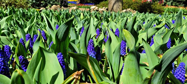 bloemen in het park Keukenhof