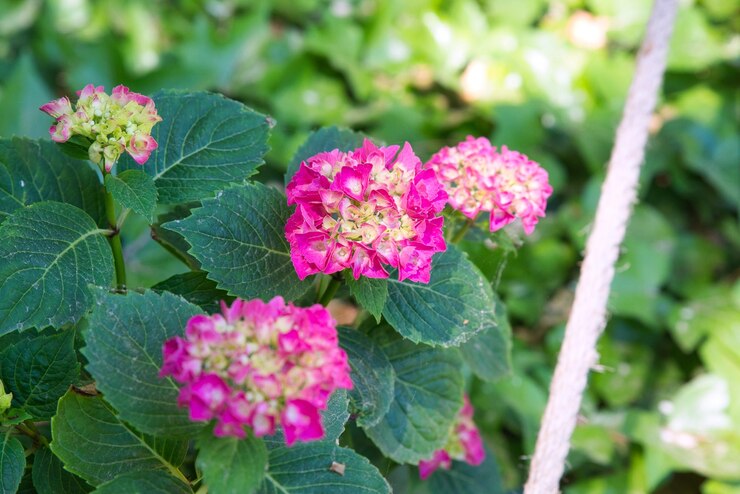 Bloemen in het park kleurrijke foto voor een achtergrond Tuin levensstijl