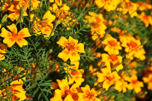 Bloemen in het park van Potsdam, Duitsland