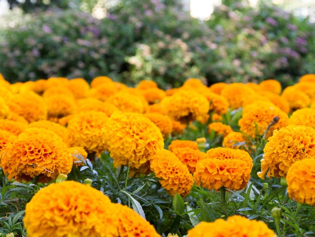 Bloemen in het stadsbloembed