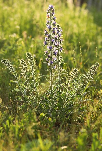 Bloemen in het veld