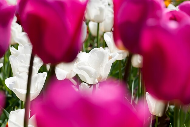 bloemen in het voorjaar, bloemen worden gekweekt voor decoratie en landschapsarchitectuur van het gebied