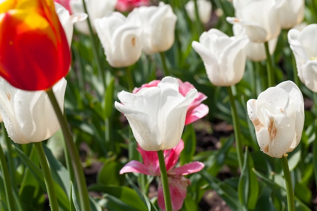 Bloemen in het voorjaar, bloemen worden gekweekt voor decoratie en landschapsarchitectuur van het territorium, vuil op de bloemen