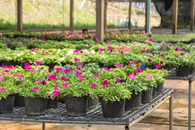 bloemen in potten te koop in plantenkwekerij