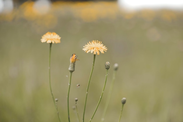 Bloemen in veld landschap provincie La Pampa Argentinië