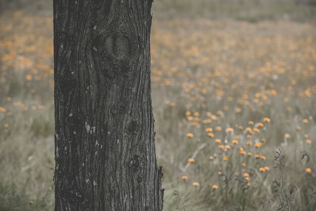 Bloemen in veld landschap provincie La Pampa Argentinië