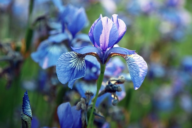 Bloemen irissen in een weide. plantkunde en vegetatie