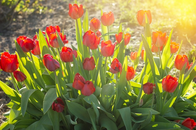 bloemen irissen met zonlicht, lentebloemen