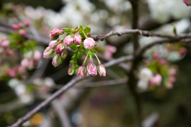 Bloemen Kersenbloesems bloeien. Roze knoppen op een tak van een kersenboom. Bloemenachtergrond, lente