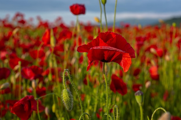 Bloemen klaprozen bloeien op wild veld Anzac Day met rode papaver bloem achtergrond Remembrance Day Nationale feestdag concept