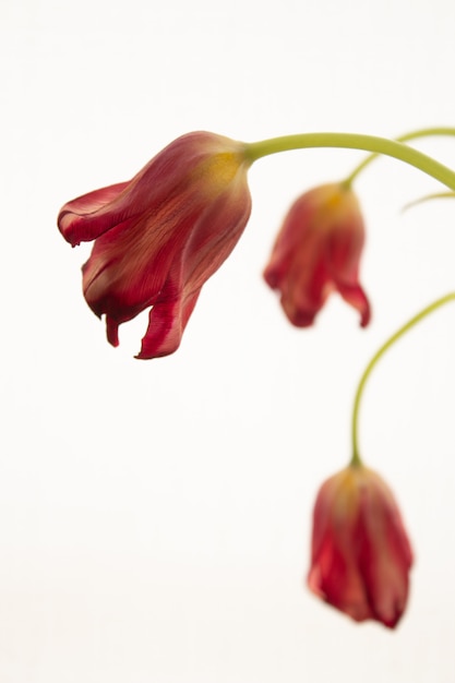 Bloemen lenteboeket van rode tulpen, verwelkende bloemen