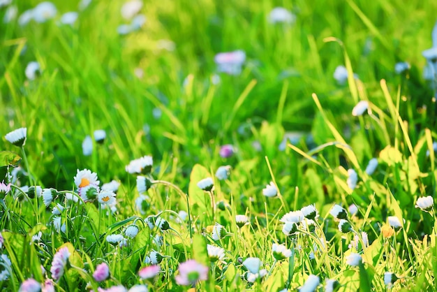 bloemen madeliefjes achtergrond zomer natuur, veld groen bloeiend kleurrijke madeliefjes