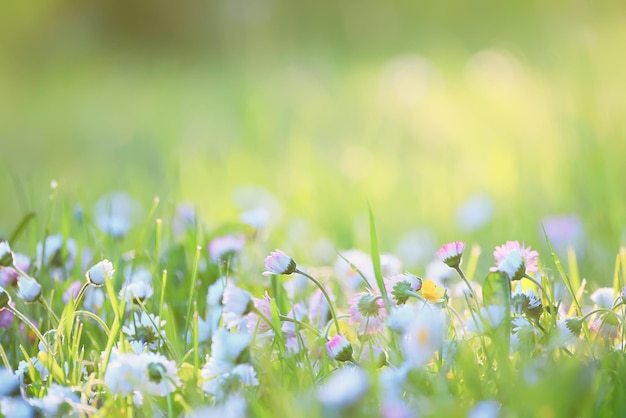 bloemen madeliefjes achtergrond zomer natuur, veld groen bloeiend kleurrijke madeliefjes