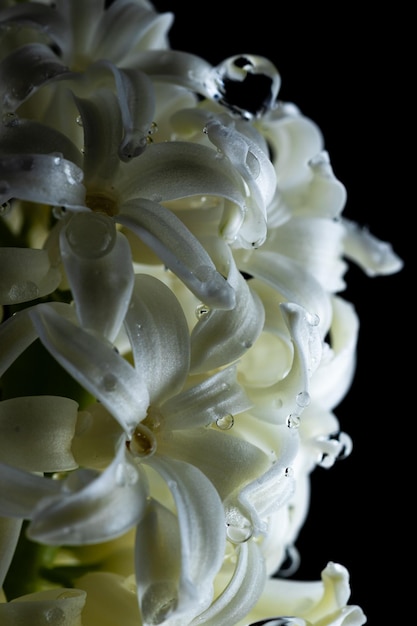 Bloemen met lange bloemblaadjesmacro. De bloeiende hyacint is dichtbij