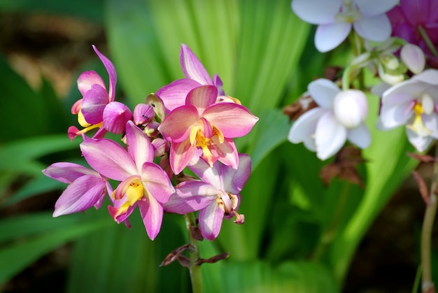 Bloemen met roze en gele bloemblaadjes