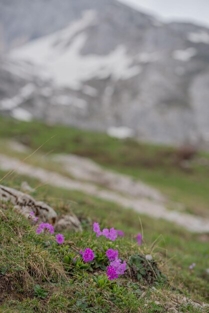 Bloemen na de dooi