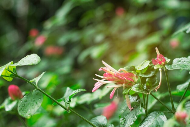 Bloemen na regen.