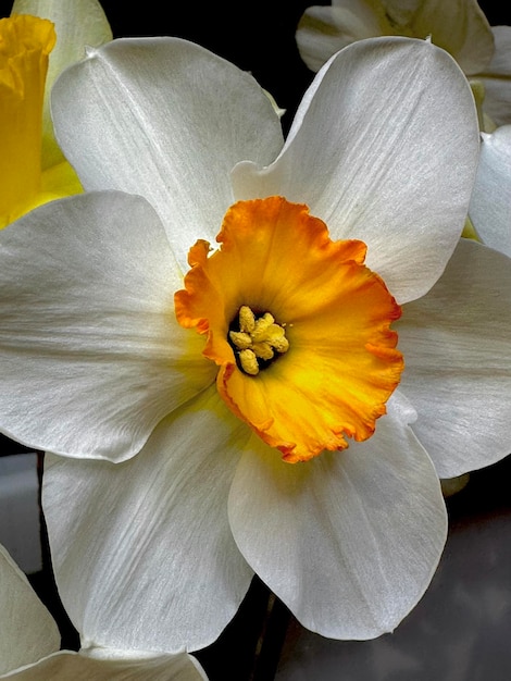 Foto bloemen narcissen dichtbij