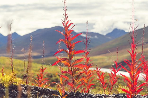 Bloemen op Alaska