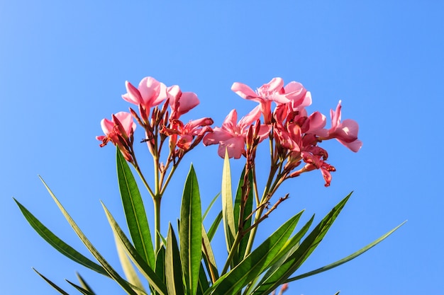 Bloemen op brue hemelachtergrond