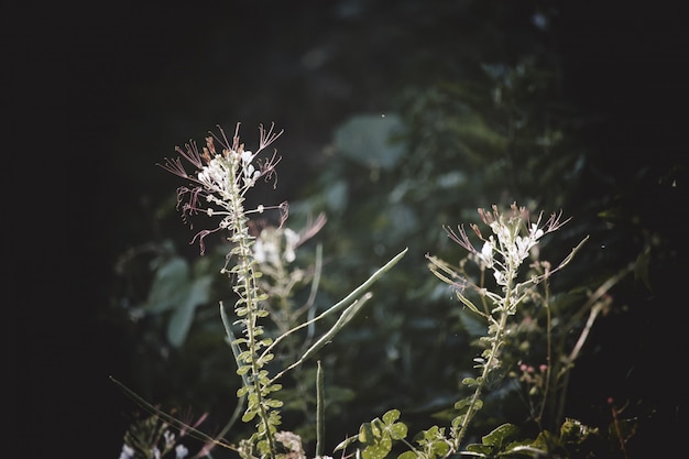 Bloemen op de achtergrond van het ochtendzonlicht